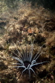   Cerianthus menbranaceus  